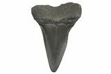 Fossil Broad-Toothed Mako Tooth - South Carolina #340979-1